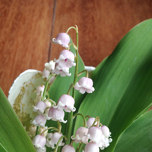 Muguet